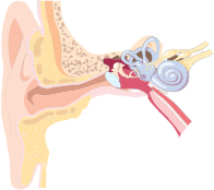 Ear Anatomy