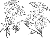 Fleurs de thé
