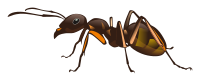 ant