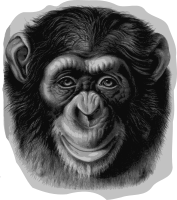 Chimpanzee Head