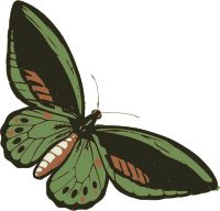 Green Butterfly
