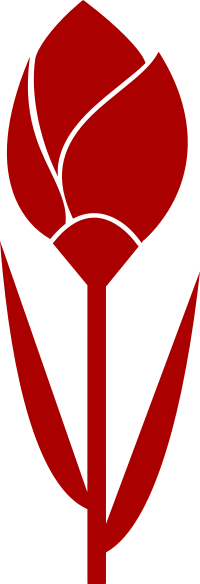 Tulip vectorized