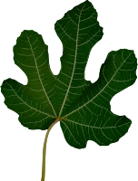 Leaf 10