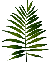 Fern 2