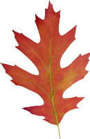 Leaf 11