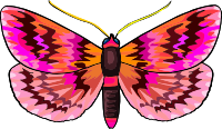 Butterfly 23