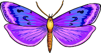 Butterfly 24
