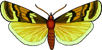 Butterfly 28