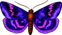 Butterfly 29