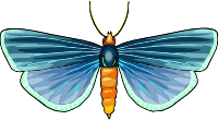 Butterfly 30
