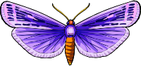 Butterfly 31
