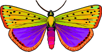 Butterfly 32