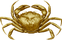 Crab 4