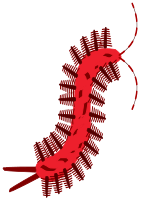 SCOLOPENDRA