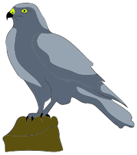 Perched Falcon