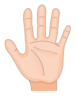 Human hand palm inside