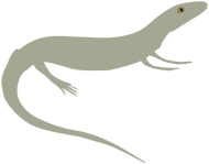 Prototothyris