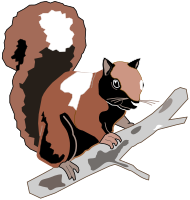 wood squirrel