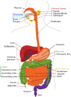 Human digestive system