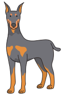 dog - Doberman