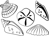 sea shells