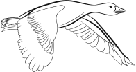 Flying Duck Line Art