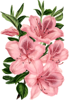 Flower 111
