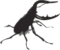 Stag beetle