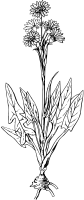 Kovalevskiella