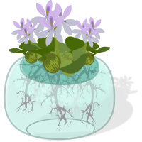 Water plant