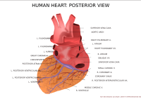 Human Heart Posterior View