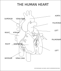 The Human Heart