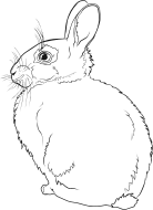 Rabbit Line Art