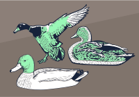 Ducks