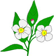 Apple blossom