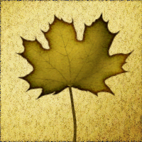 leaf 2