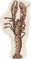 Lobster