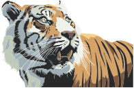 Tiger Head Illustration
