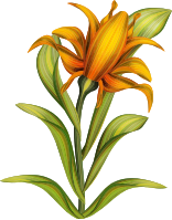 Flower 116