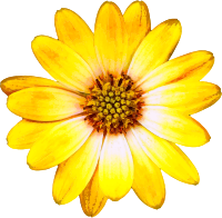Flower 117