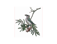 Juvenile Cedar Waxwing