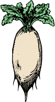 Simple Daikon Radish