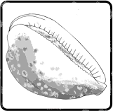 Sea snail