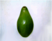 Avocado