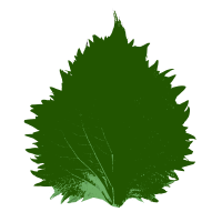 Shiso Leaf