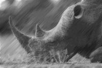 halftone rhinoceros