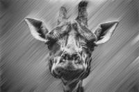 halftone giraffe