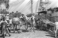 halftone bovine