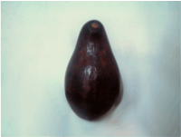 Avocado