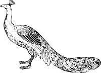 peacock